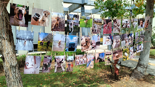 Photo contest submissions hanging for display at the Israel Guide Dog Center campus.