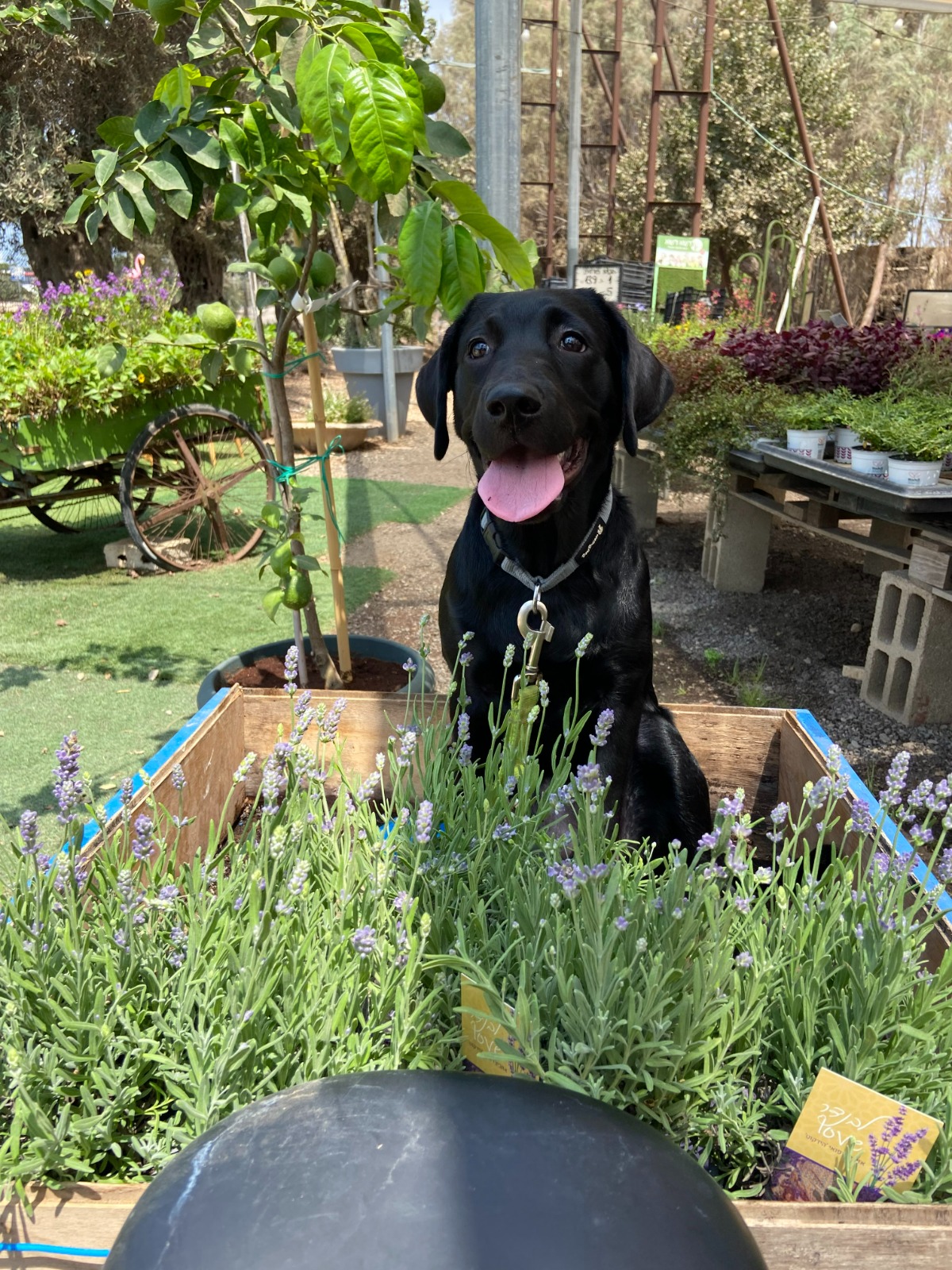 Hannah, a black lab, is pictured with tongue wagging in a flower bed.