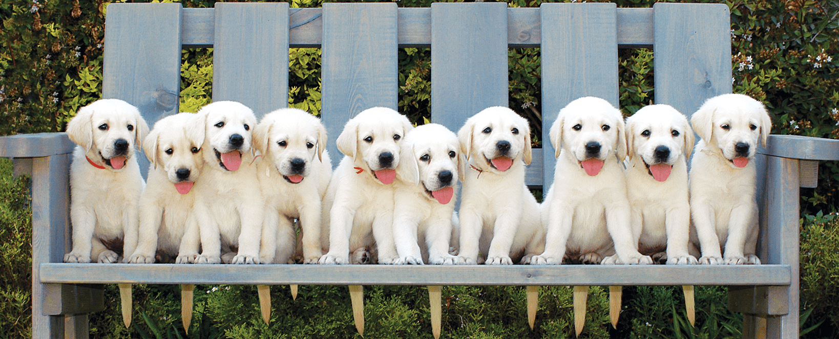 A row of puppies on a bench.